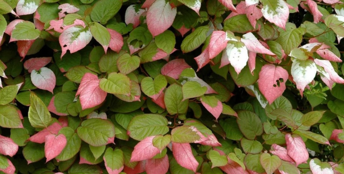 Actinidia kolomicata - это не только красивая листва, но еще и до 60 килограмм ценных плодов с куста