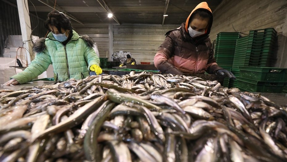    Вылов корюшки в Финском заливе архивное фото для иллюстрации. Автор фото: Лидия Верещагина / "Деловой Петербург"