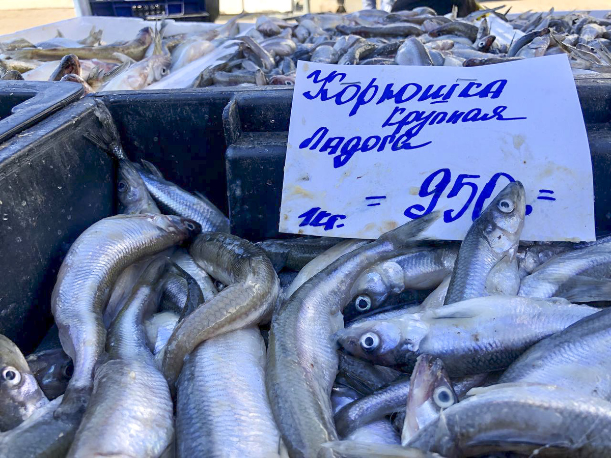 Исходная цена корюшки от производителя последние сезоны стабильная.  Фото: Фото: ФедералПресс / Кирилл Конторщиков