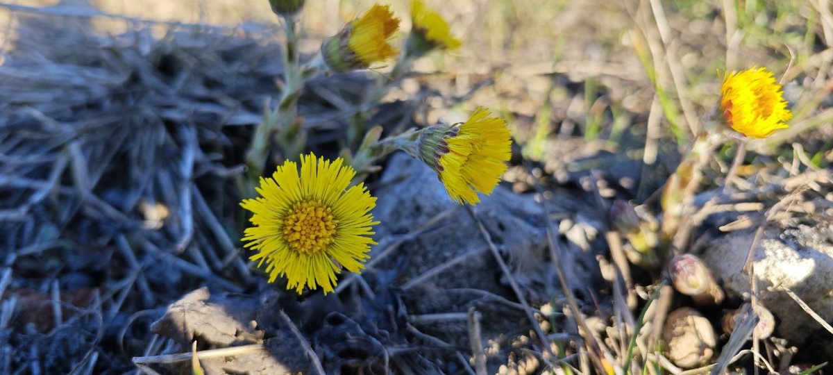 Первые цветы.Апрель 2025