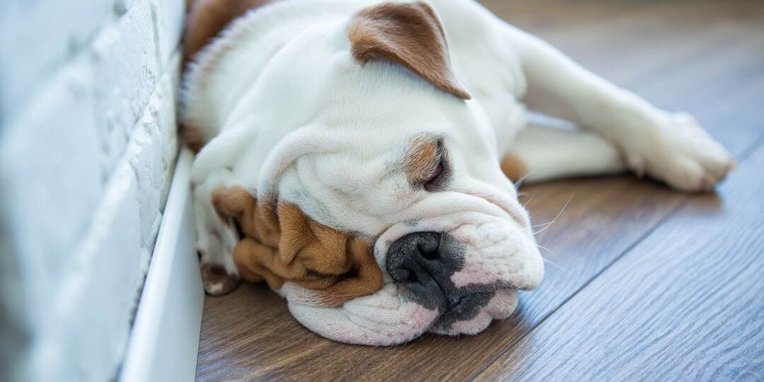 Топ-5 самых ленивых пород собак: идеальные компаньоны для спокойной жизни