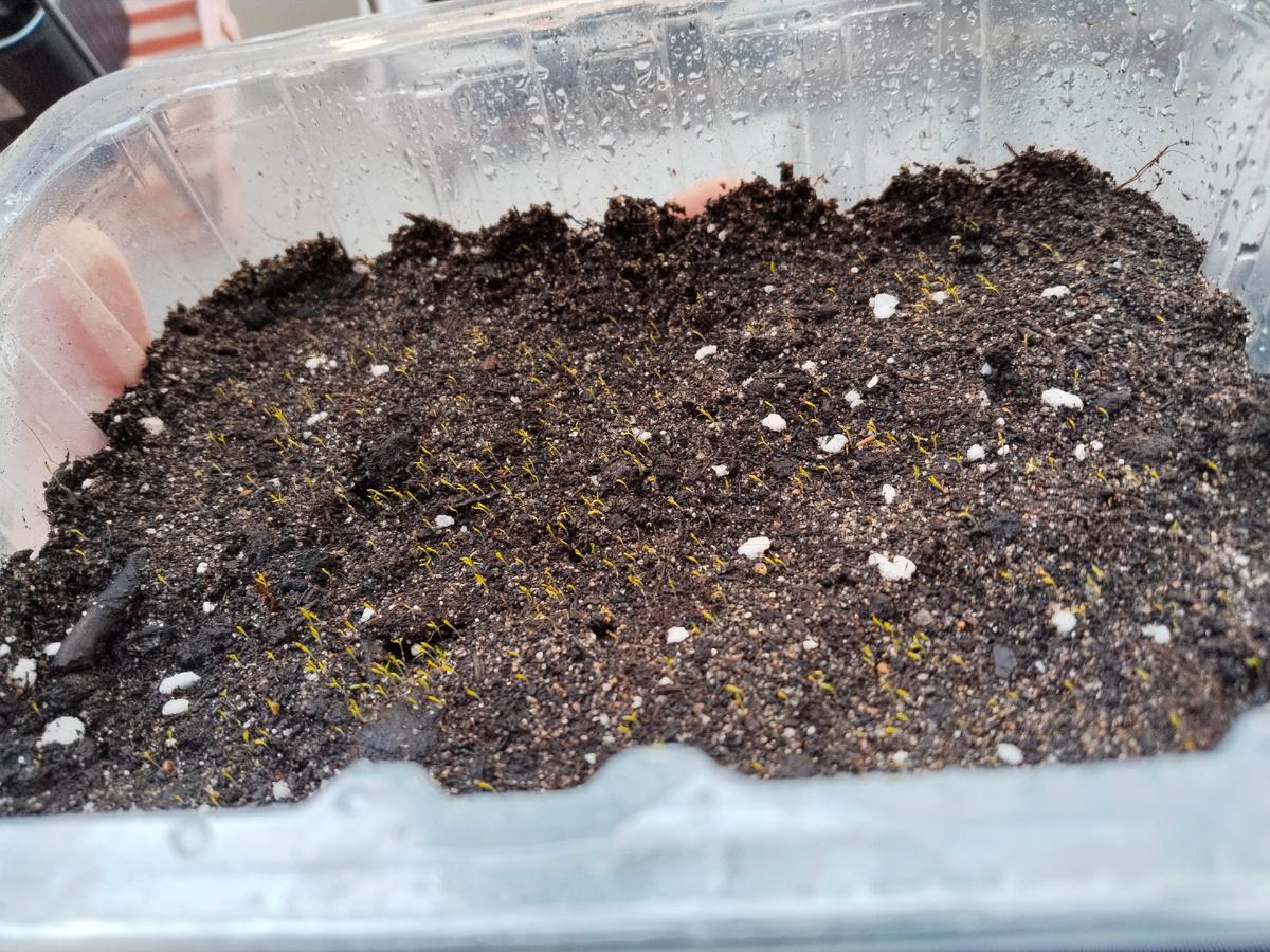 Сеянцы мшанки