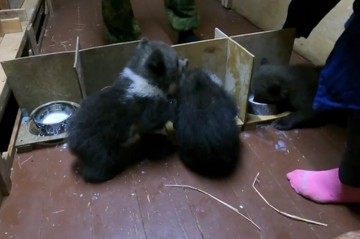    Медвежата в Тверской области осваивают взрослое питание