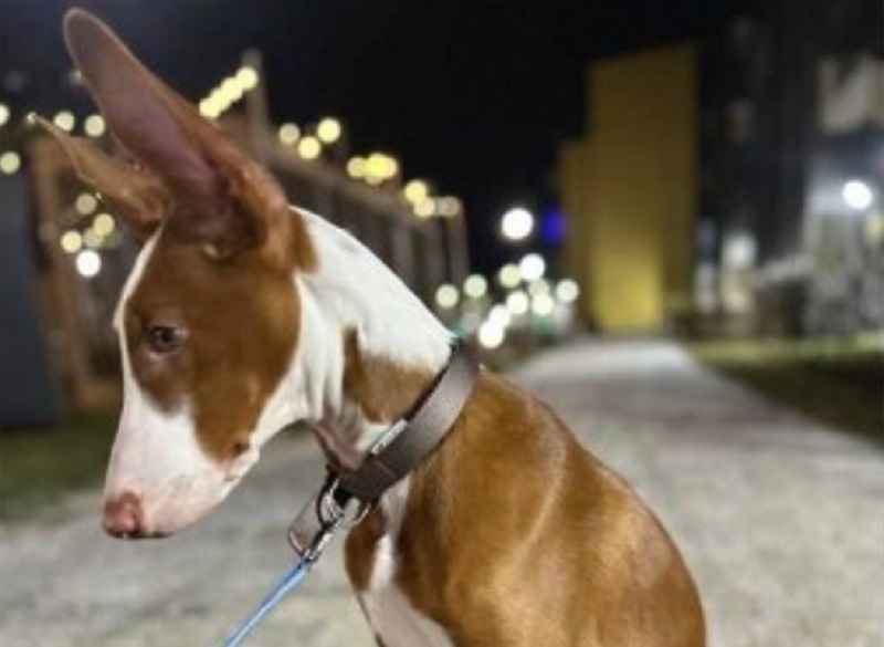 Щенка борзой Блюма высадили из поезда. Фото: соцсети