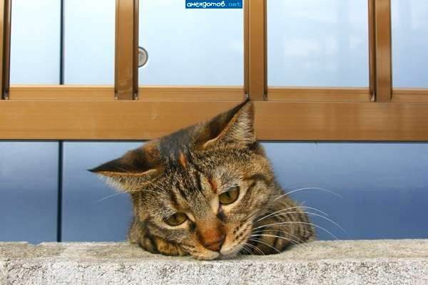 Фото из открытого источника. 