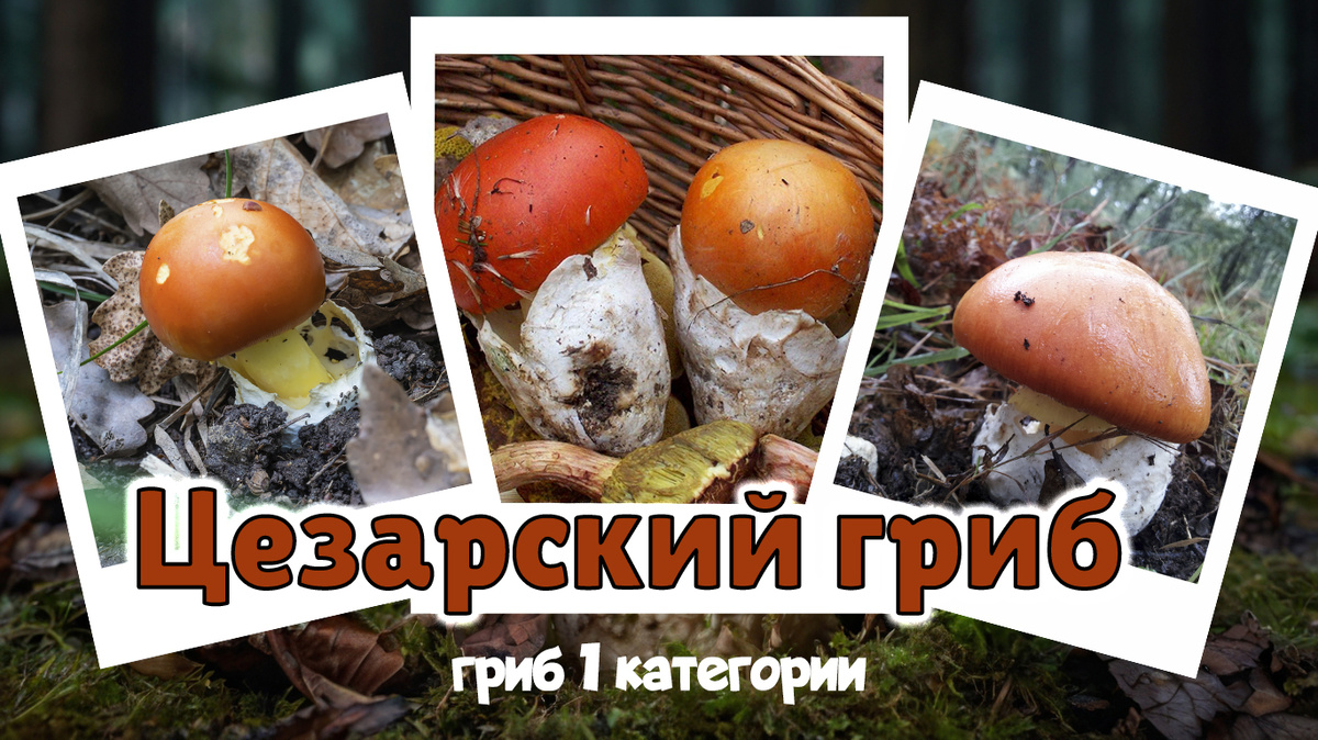 Цезарский гриб (Мухомор цезаря). Отдельные фото взяты с сайта sadphoto.ru