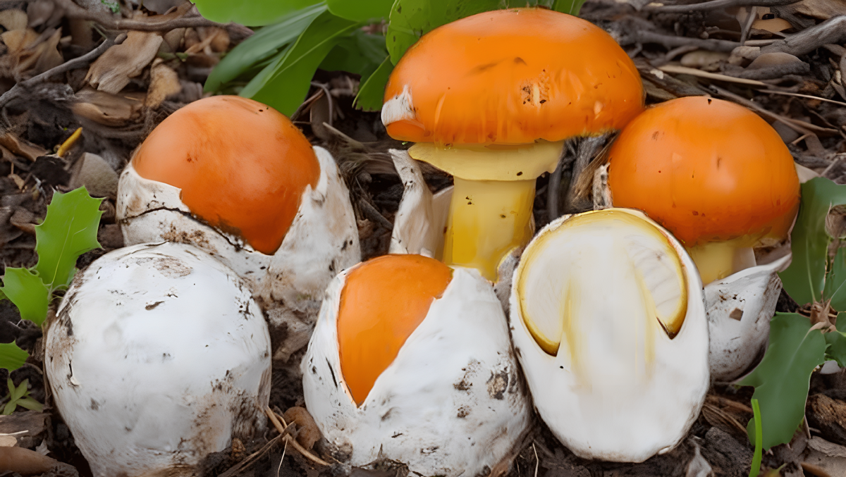 Цезарский гриб фото с сайта sadphoto.ru