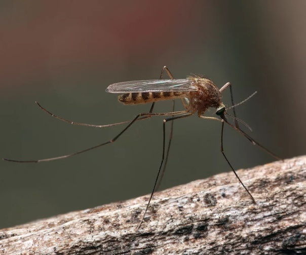 Один укус – и более 100 болезней! Комары опаснее акул и змей.