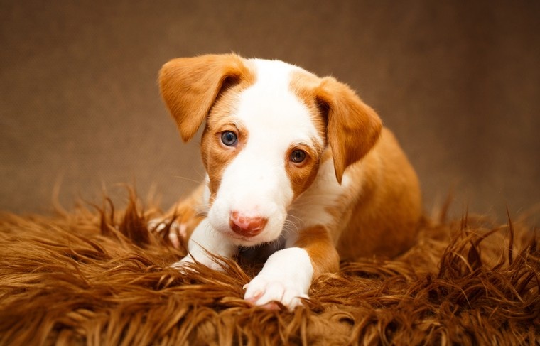    Shutterstock/FOTODOM