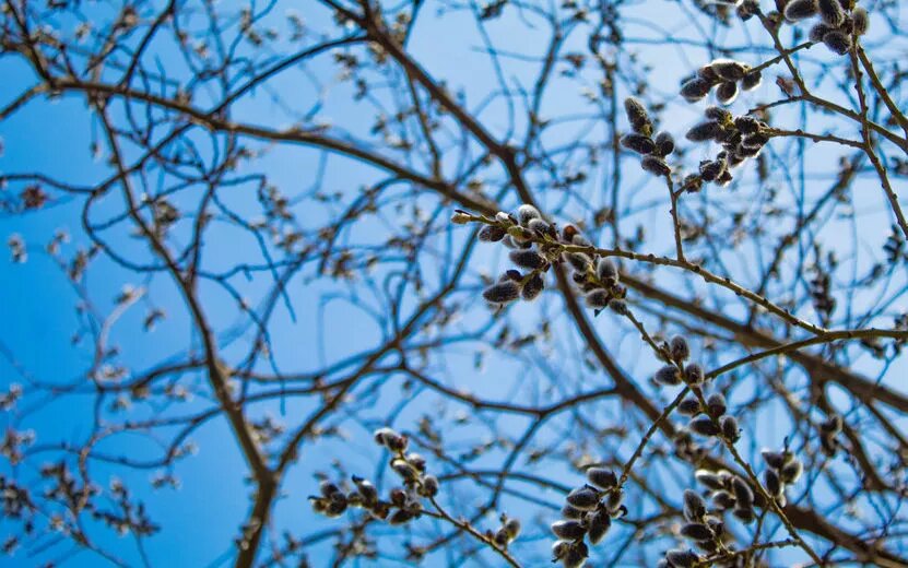    Погода в Ижевске на день: 4 апреля ждем усиление ветра и до +8°С