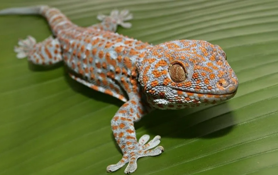 Бегает по стенам, воде и даже вверх ногами – настоящий ниндзя природы! 🏃‍♂️🌿