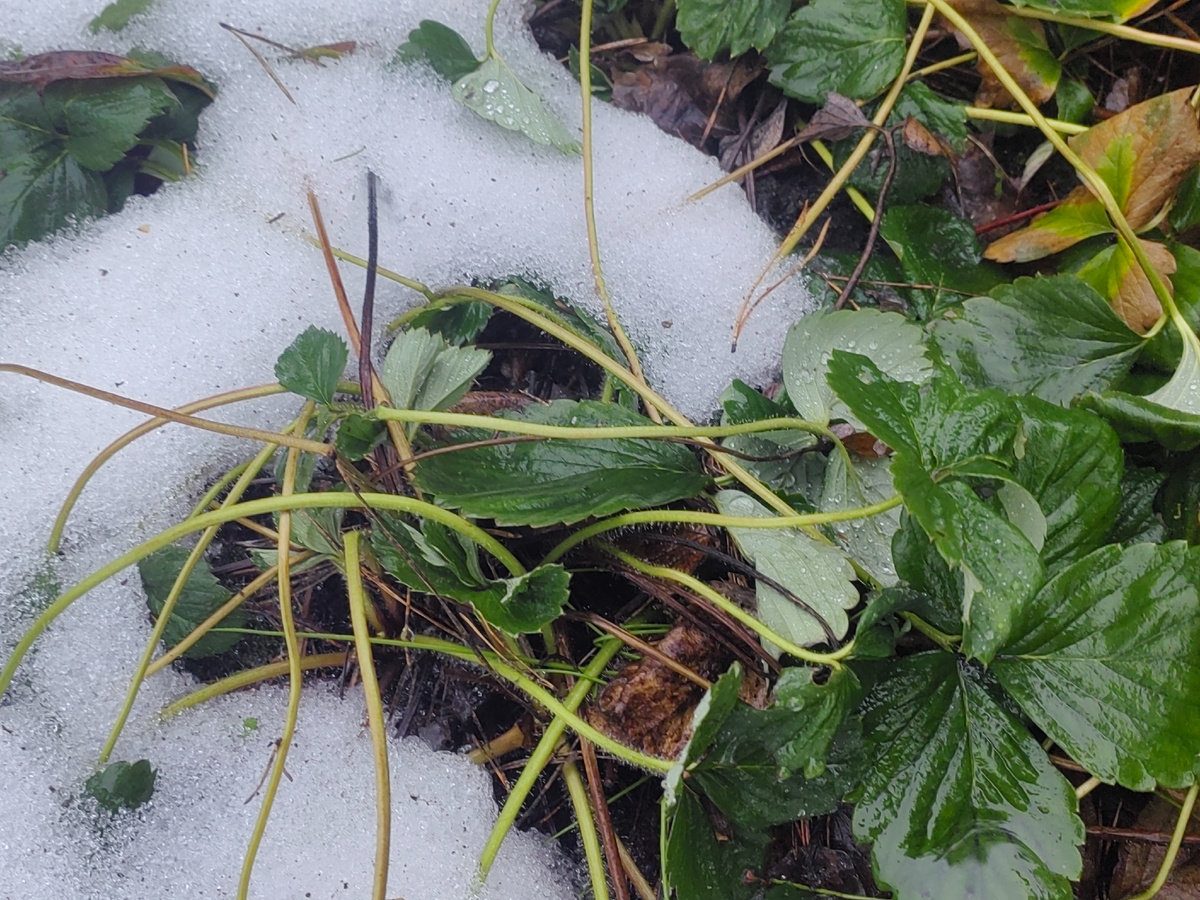 Так клубника выглядела до февральских морозов. 