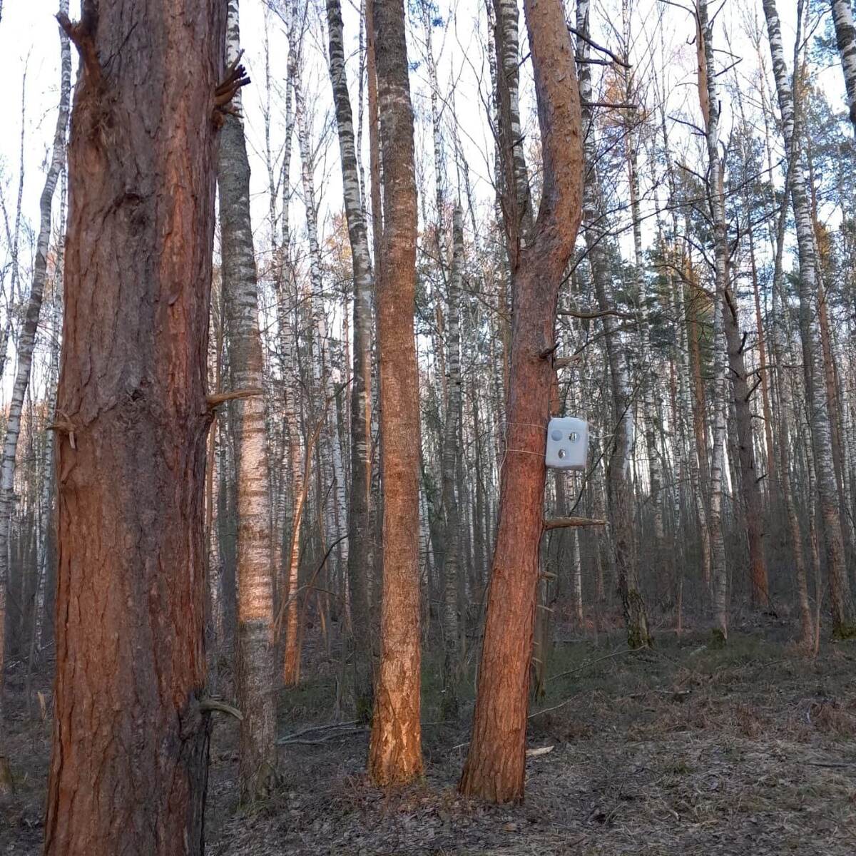 Волшебный лес