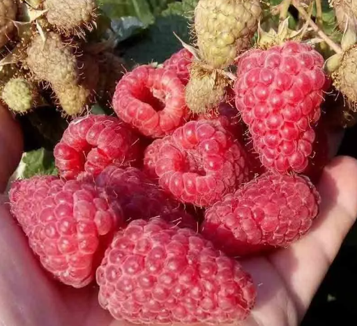 Исполин - даже один кустик дает много ягод