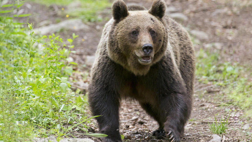     Агрессивный медведь изодрал мужчину на делянке в Подмосковье www.globallookpress.com/FLPA/Paul Sawer