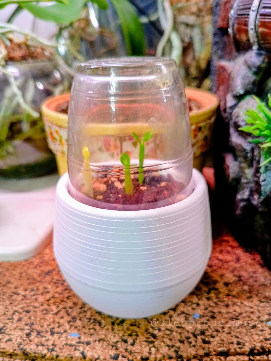 Первые листочки