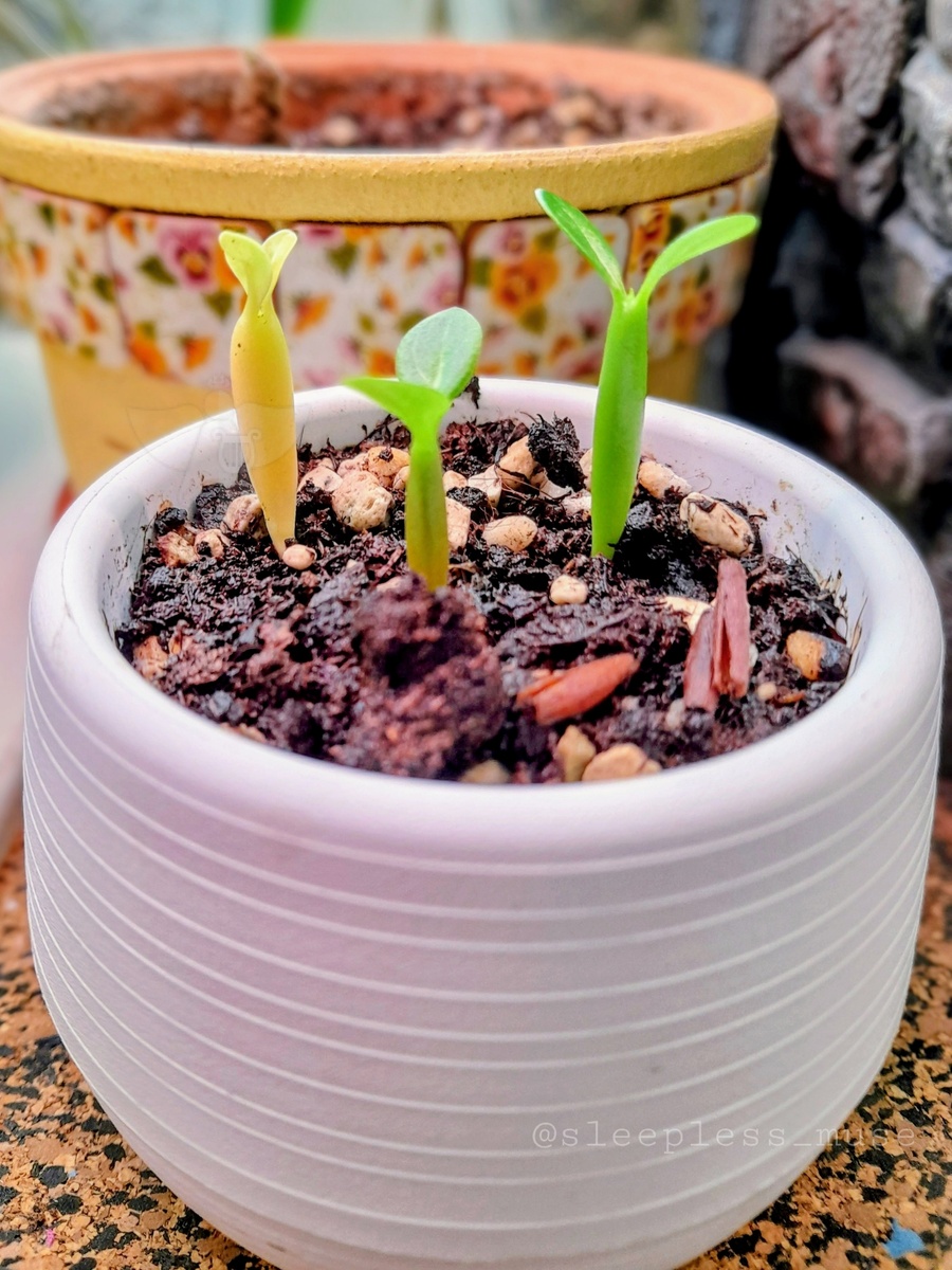 Показалась почка