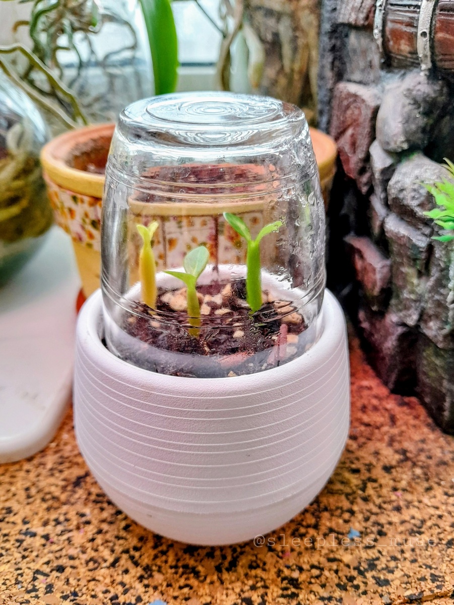 Листочки подросли