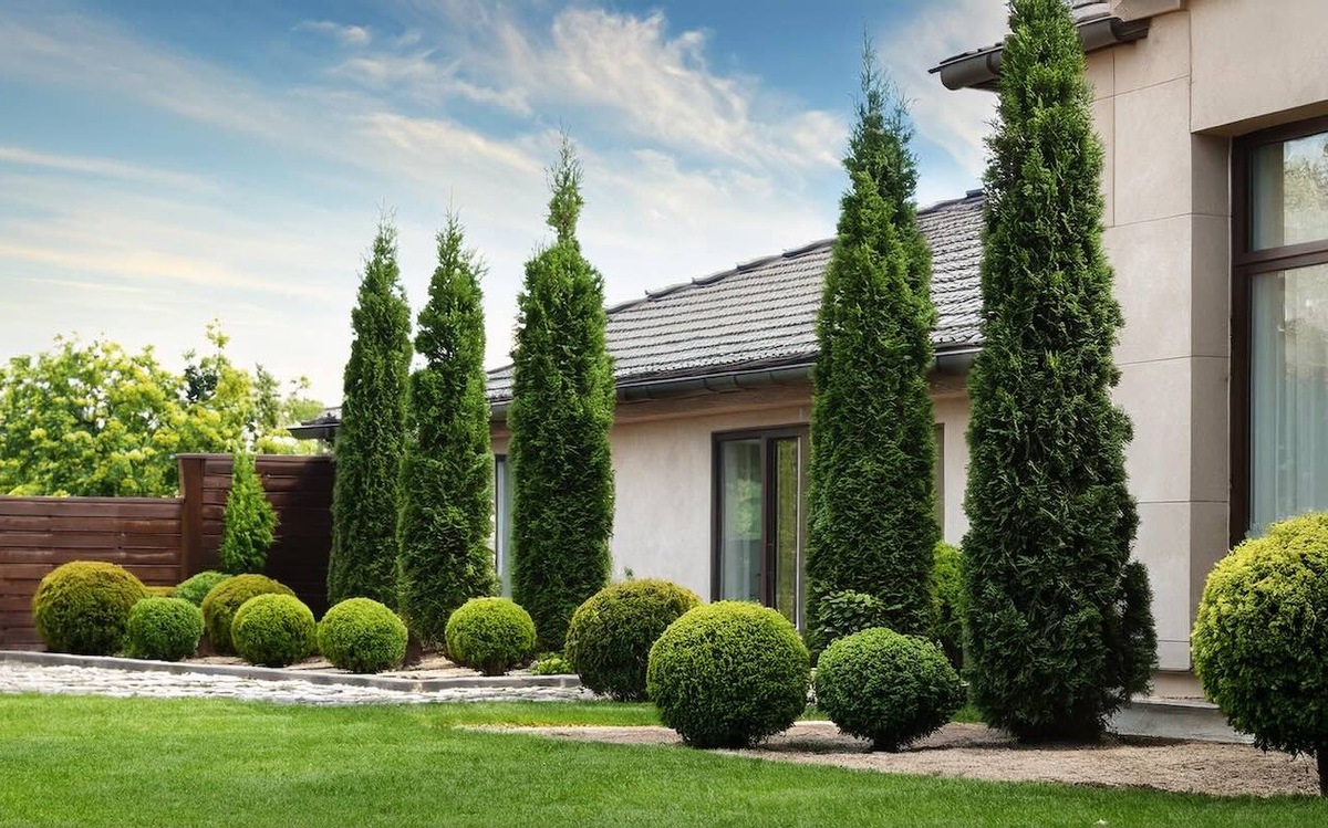 Ландшафт вокруг туй оживет: запомните растения, которые отлично с ней уживаются / Фото: Pogovorim.by
