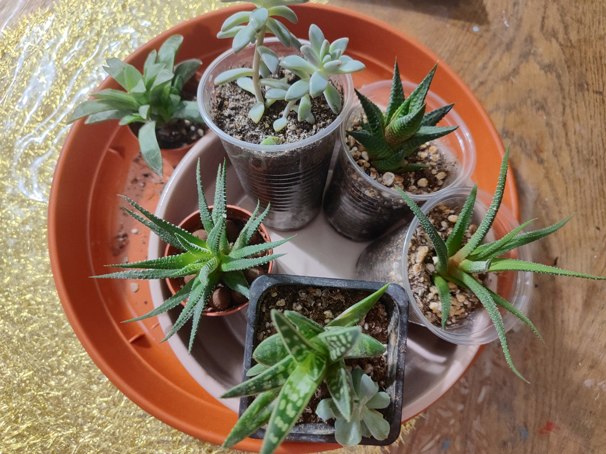 мои покупки