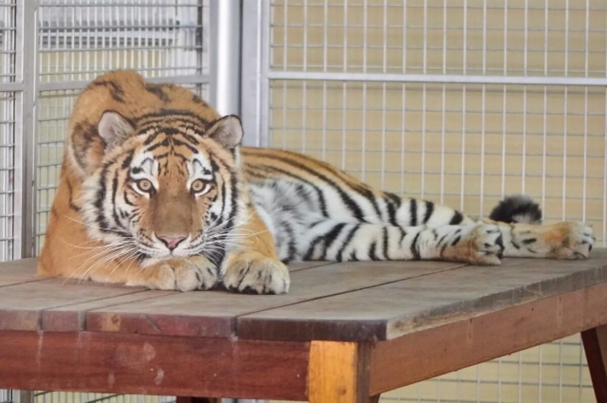    Собственную ветклинику построит зоопарк Новосибирска