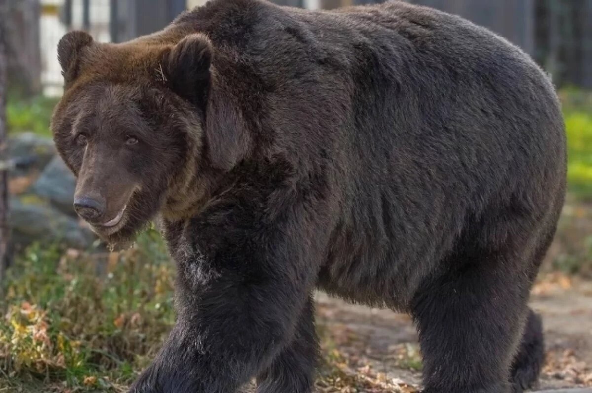    В Подмосковье медведь напал на человека