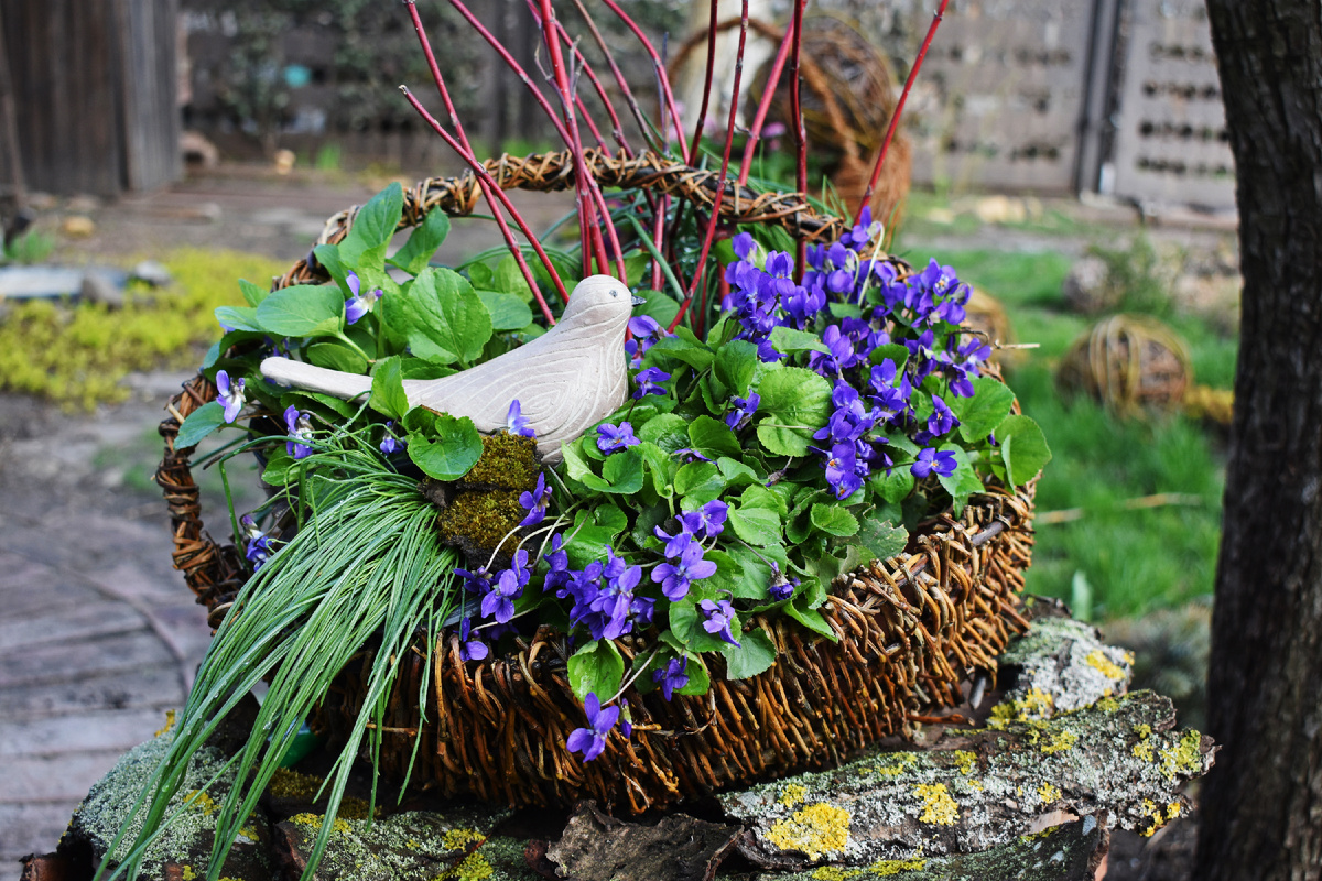 Корзинка с фиалкой душистой