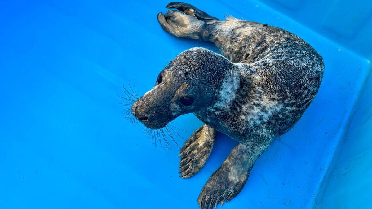    Фото: t.me/sealresque