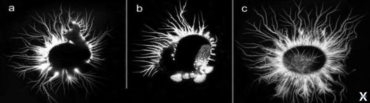 Фото из общего доступа в интернете