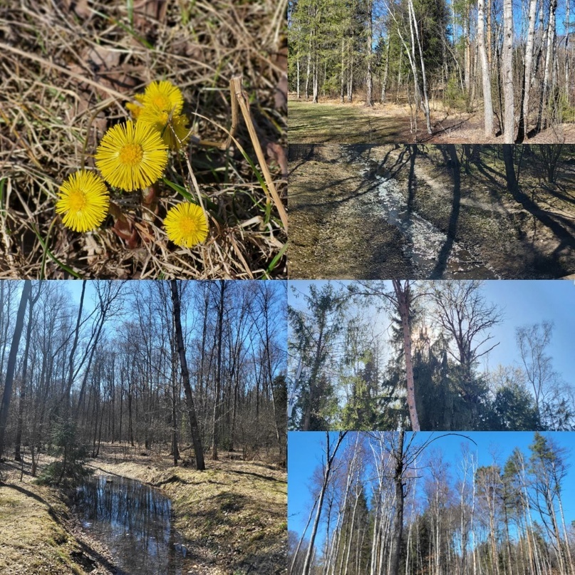 Моя прогулка по лесопарку
