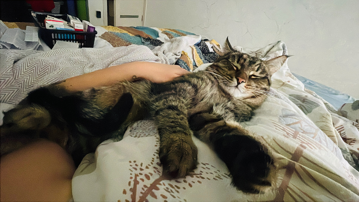 Бони-кот постоянно заряжал целительной энергией