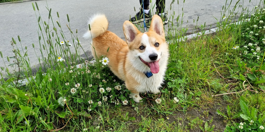 Псы и пляжи Магадана: как теперь живет легендарный город