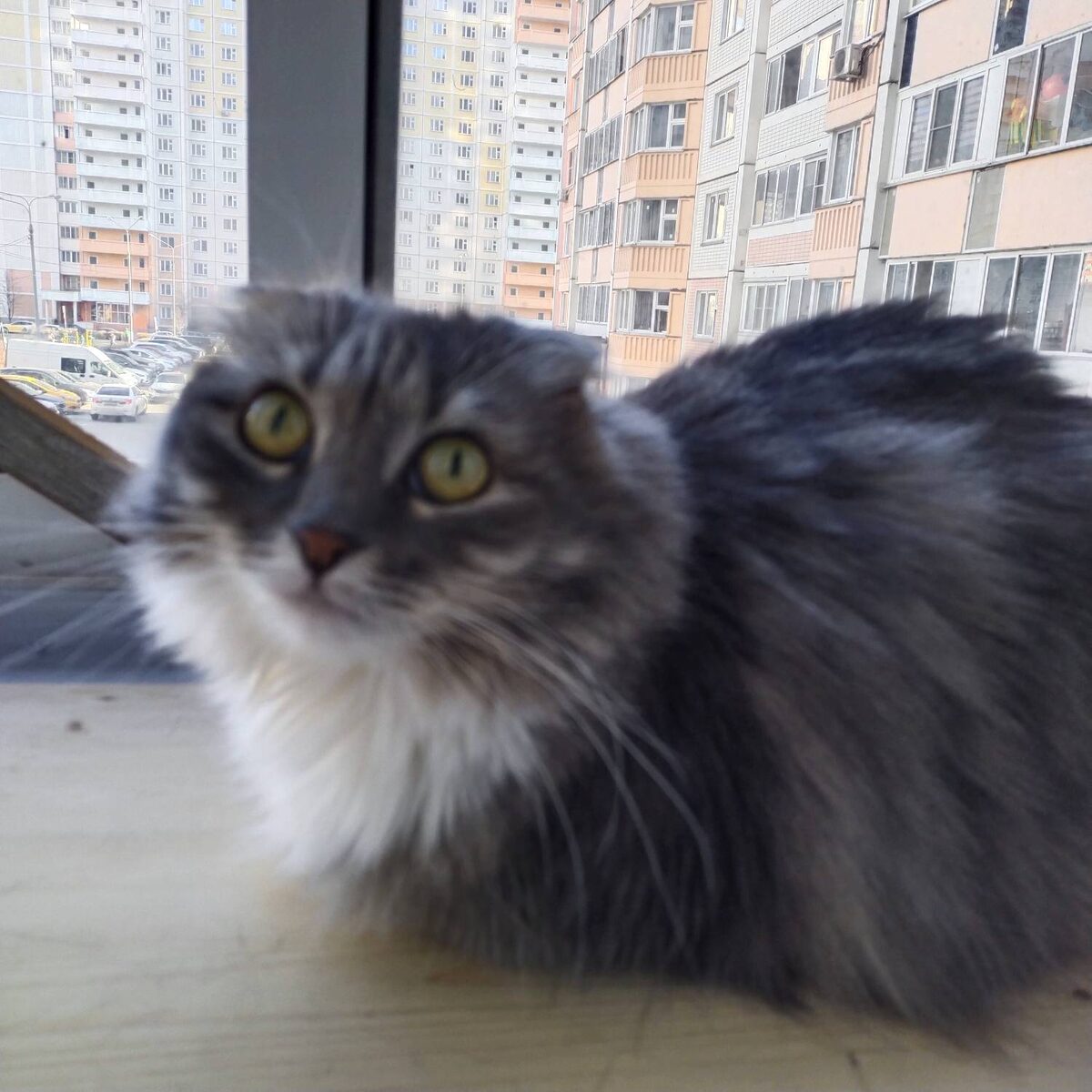 Дачу куда дели?