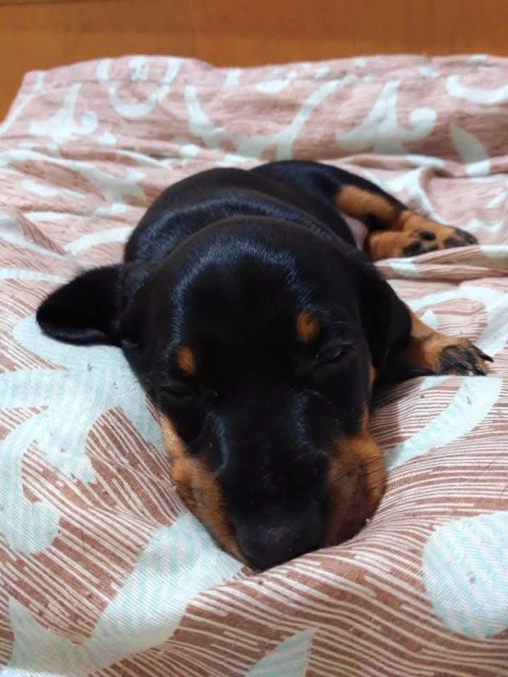 Крошка Мася 