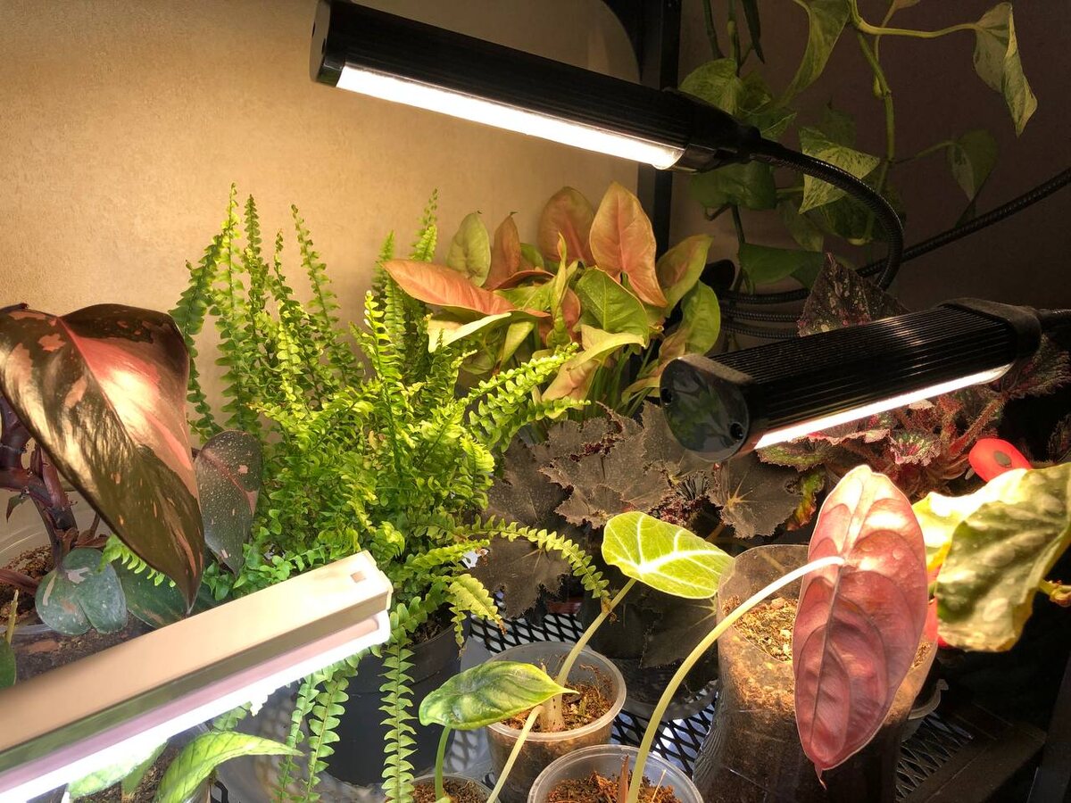 Мои зеленые загорают под лампами, пока за окном темным-темно