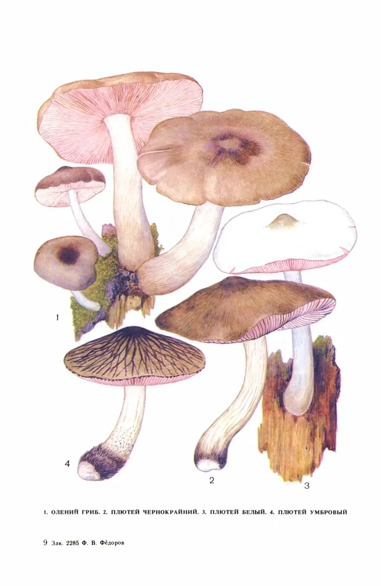 Съедобные плютеи в справочнике Фёдорова, 1985