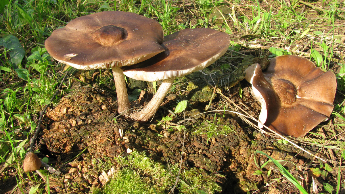 Фото Доктор Д. Плютеи оленьи