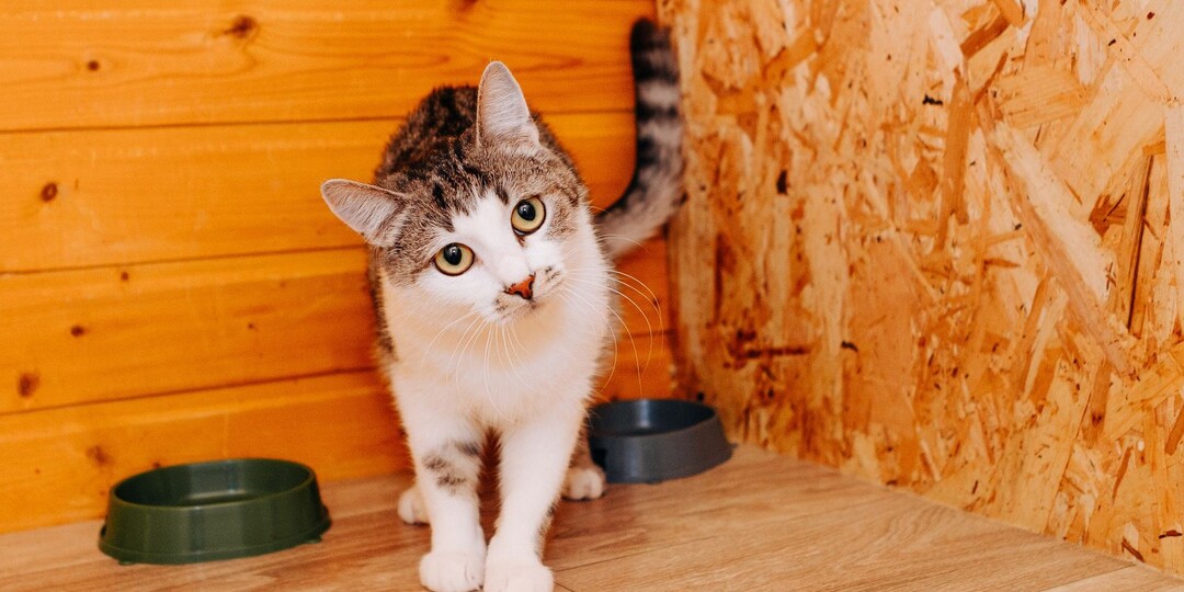 Маруся позволила себя забрать с улицы, а потом объявила голодовку.