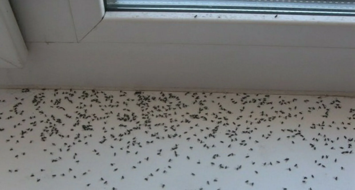 Фото с с сайта: https://na-dache.pro/din