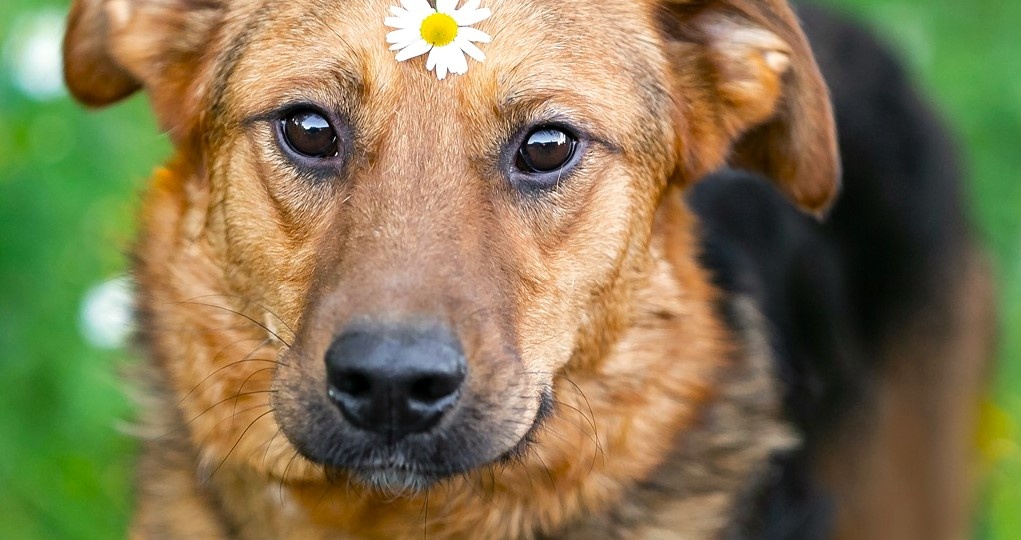 Барни очень хочет стать домашним!