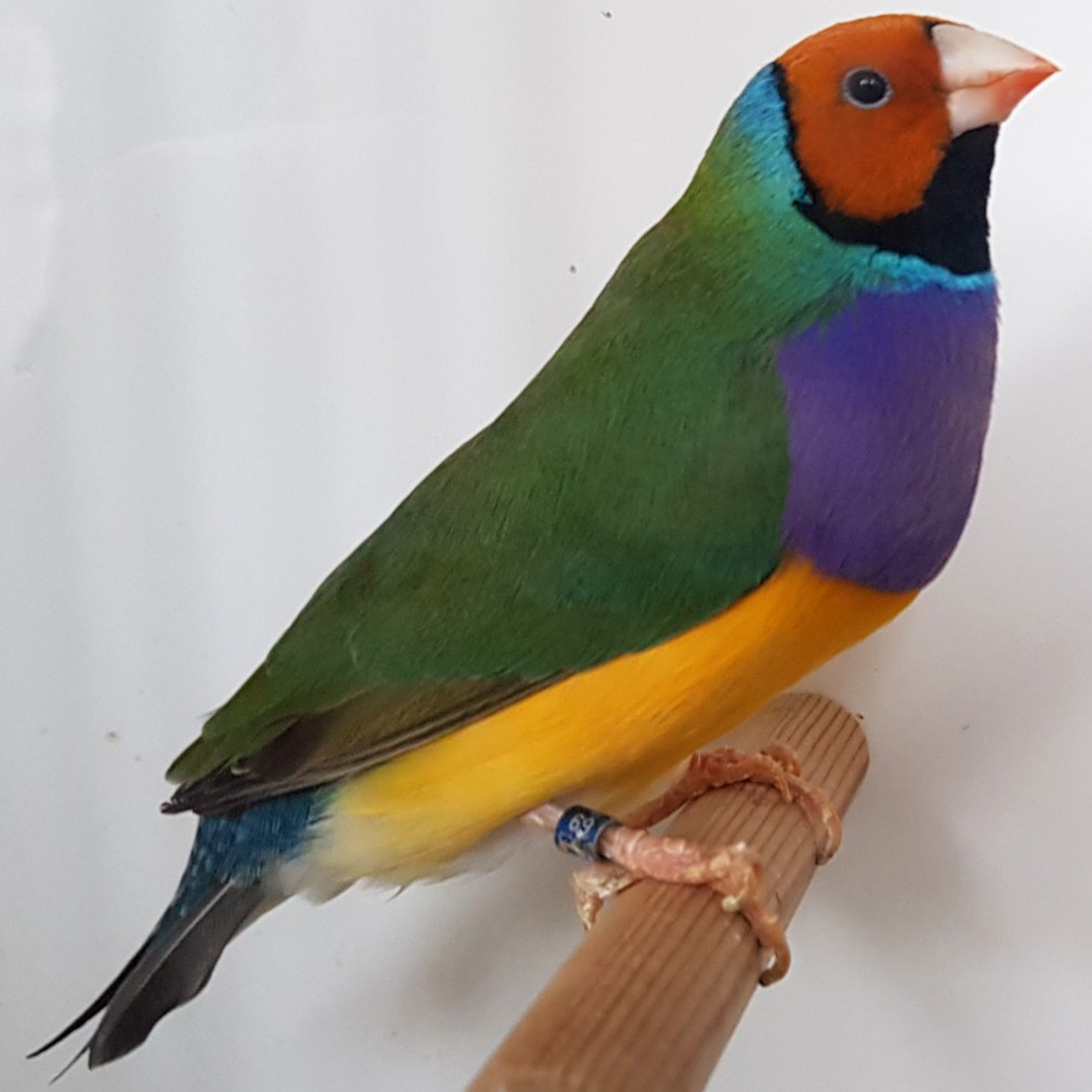 Птичка та самая. Фото: Википедия. 