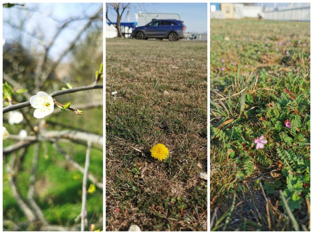 Вот они - первоцветы