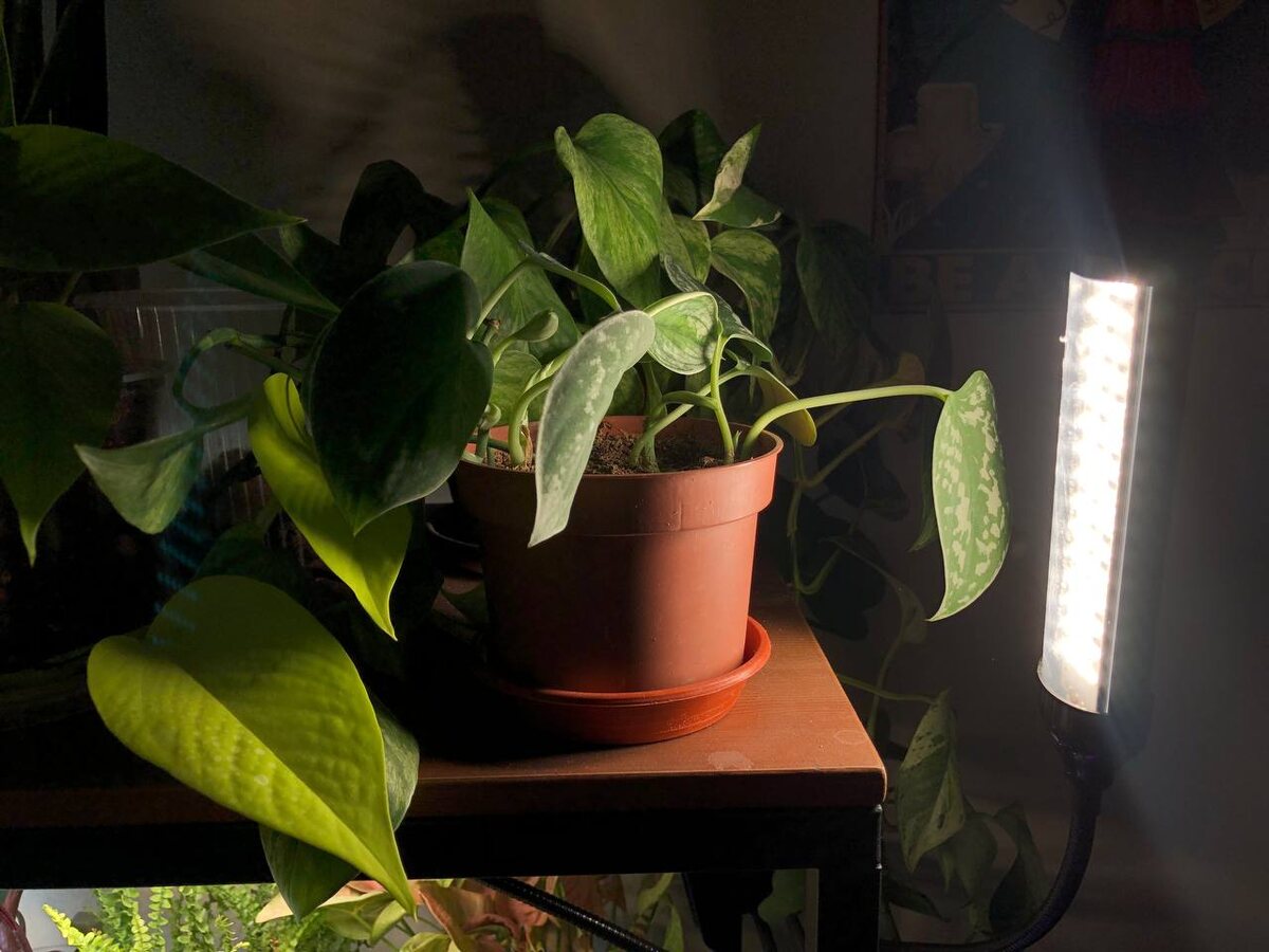 Сциндапсус греется под лампой