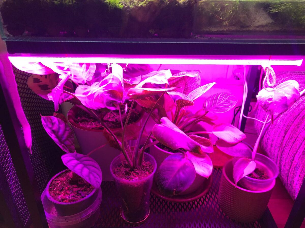 Вот так выглядят растения под фиолетовым светом, серо-сиреневыми