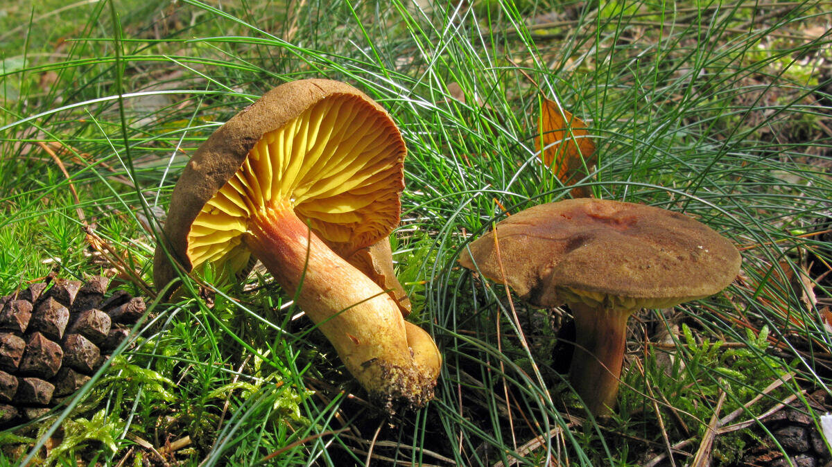 Пластинки? Кому вы верите - науке или своим невежественным глазам? Это трубчатый гриб из рода моховиков (фото Валерия Афанасьева)