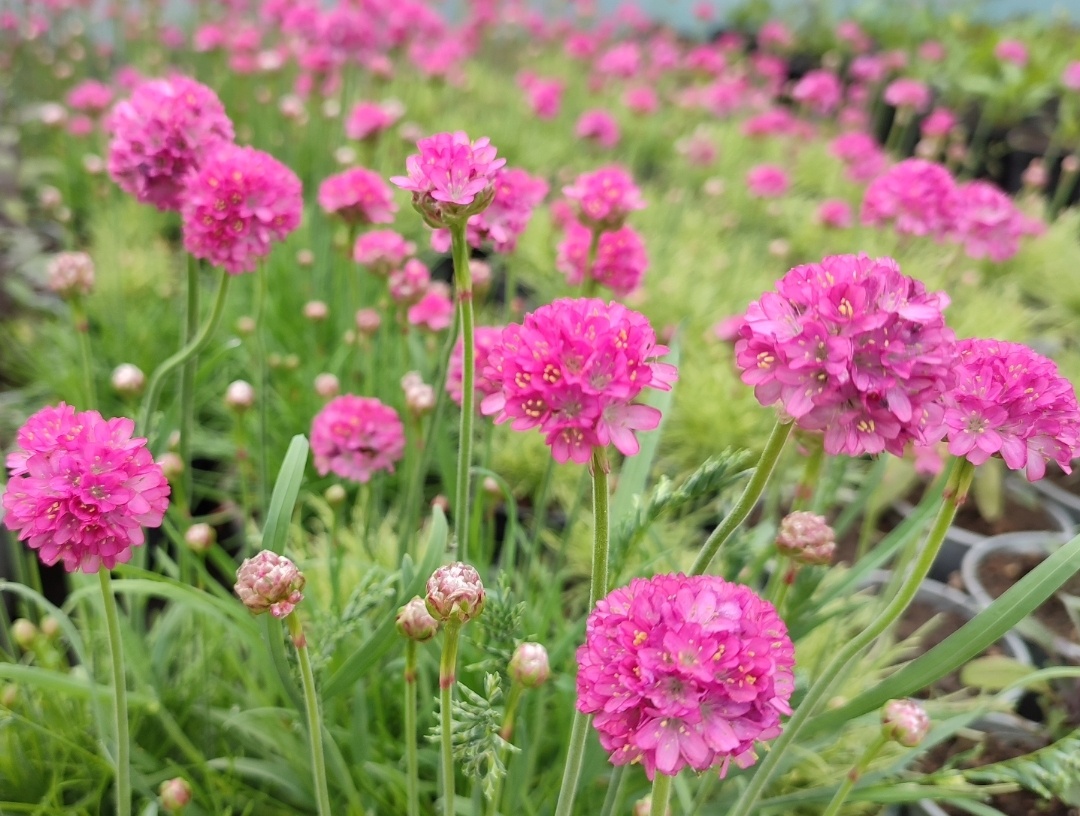 Армерия 'Bees' Ruby'.