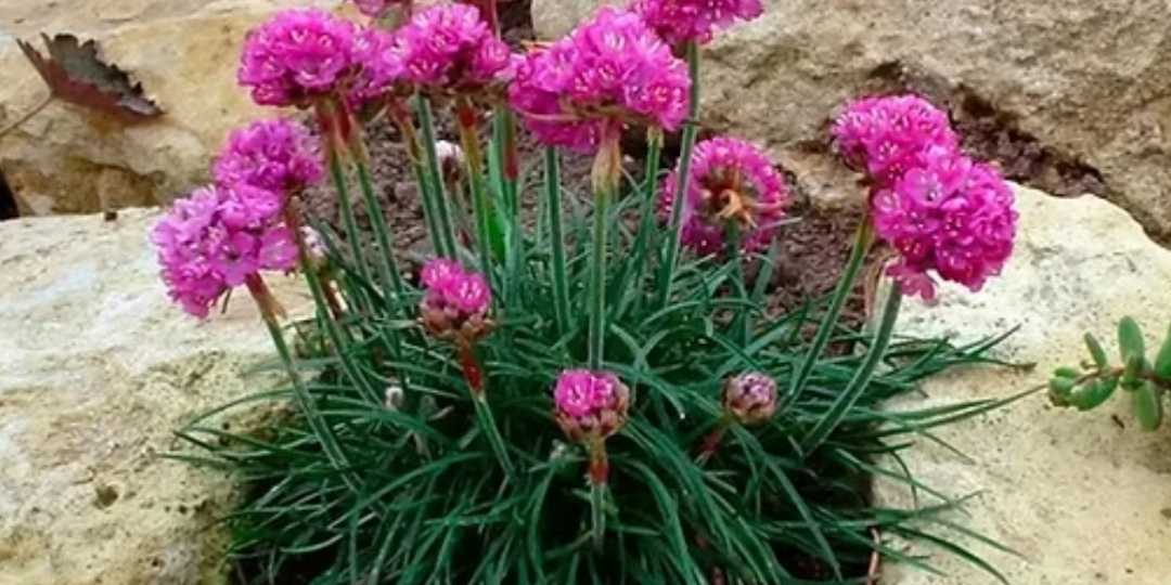 Зелёные кочки. Армерия.