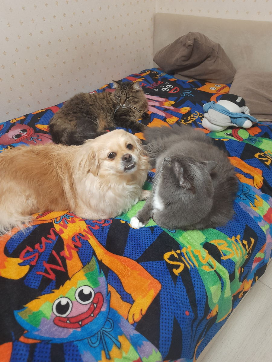 Я мои квартиранты 🙀😾