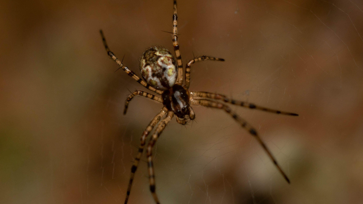    Азиатский паук-отшельник становится сильнее после отбрасывания пениса