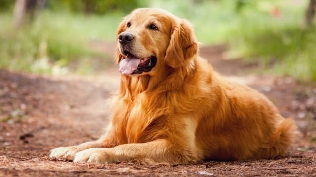 Собаки — верные друзья, и некоторые породы особенно выделяются своей добротой и преданностью.